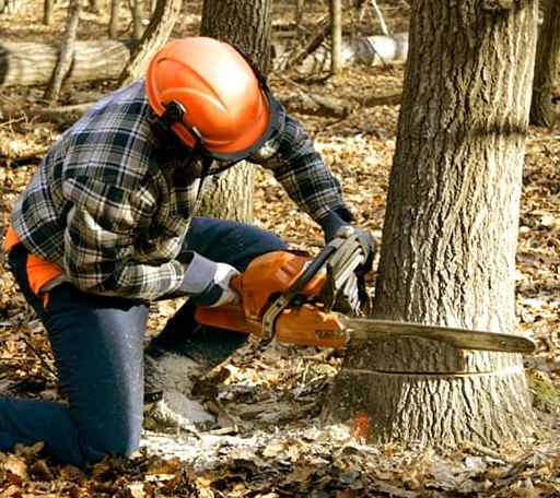 Tree Removal in Folsom, LA